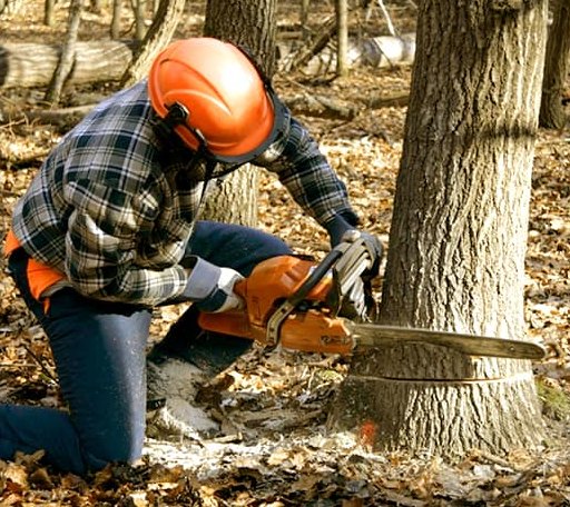 Tree Removal in Weinert, TX